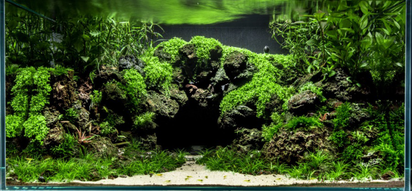 An Aquarium Filled With Plants And Algae In Dark Setting Background, Tank  Picture, Tank, Tanks Background Image And Wallpaper for Free Download